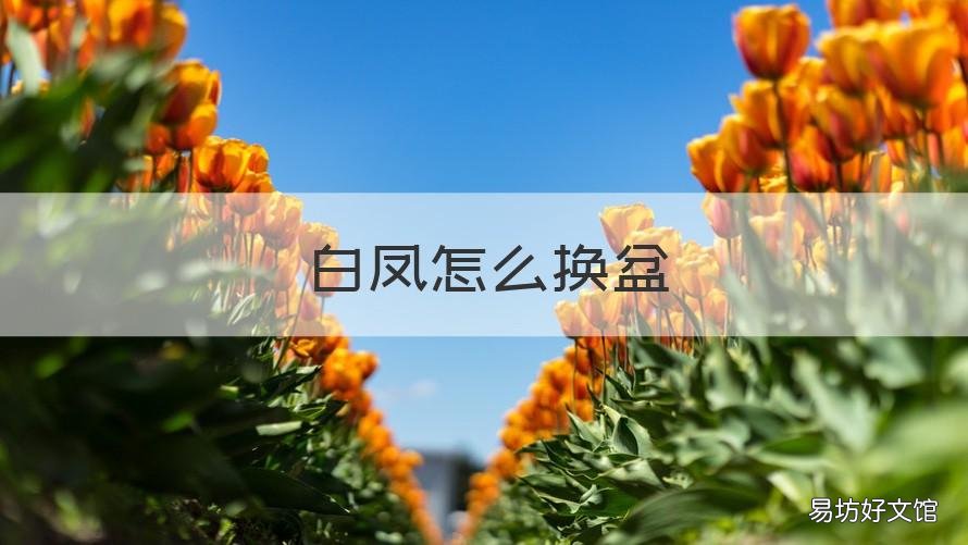 白凤怎么换盆 白凤用什么盆