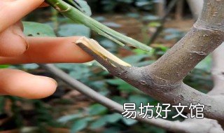 果树为什么要嫁接 果树为什么要嫁接在别的树上
