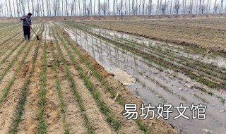 小麦出苗后马上浇水好吗 小麦播种后能马上浇水吗