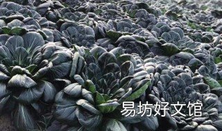 塌菜种植时间及方法 乌塌菜种植技术和时间