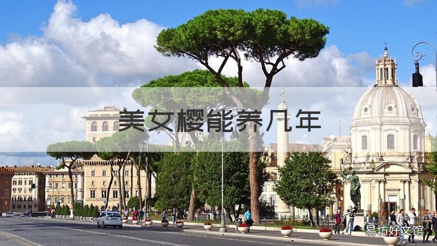 美女樱能养几年 美女樱能养几年才能开花