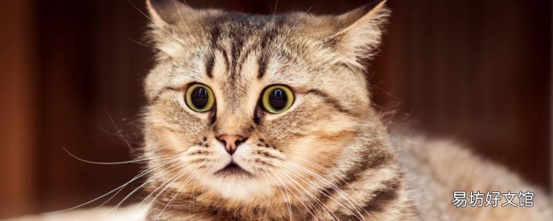 猫咪需要打脑炎的疫苗吗 猫得脑炎打的针能好吗