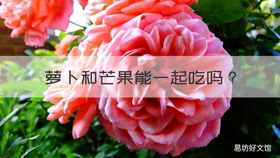 萝卜和芒果能一起吃吗 萝卜与芒果可以一起吃吗