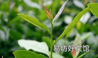 茶叶修剪时间 茶叶修剪时间多久