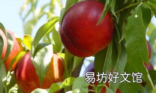 中油几号桃最好 中油系列油桃哪个好