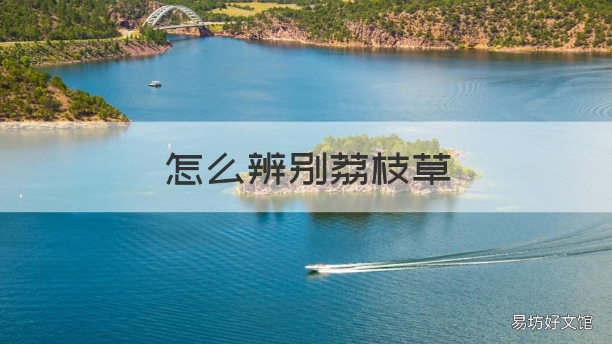 怎么辨别荔枝草 荔枝草是什么