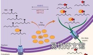 cd4是什么意思 艾滋病cd4是什么意思