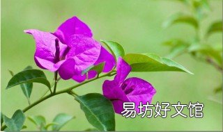 哪些三角梅易养四季开花 四季开花三角梅哪个品种好