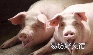 冬天能给猪喂小苏打吗 小苏打喂猪可以天天喂吗?