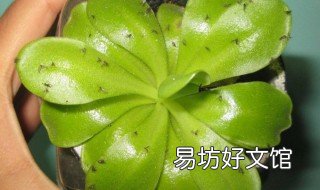 大蒜泡水喷花虫有效吗 大蒜水喷洒植物杀虫吗