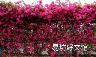 三角梅最低耐寒温度 三角梅冬季耐寒多少度