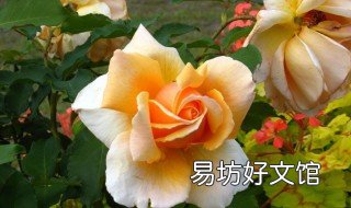 黄玫瑰怎么养殖 黄玫瑰怎么养殖方法视频