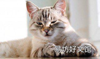 猫是肉食动物吗 猫属于肉食动物吗