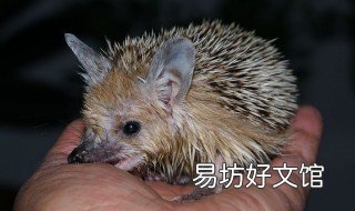 刺猬多少度会冻死 刺猬多少度以下会冻死