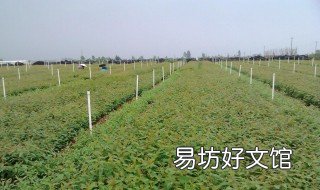 桉树苗有多少个品种 桉树有多少种品种