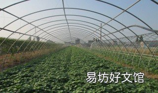 苕头施什么肥 芋头施什么肥好