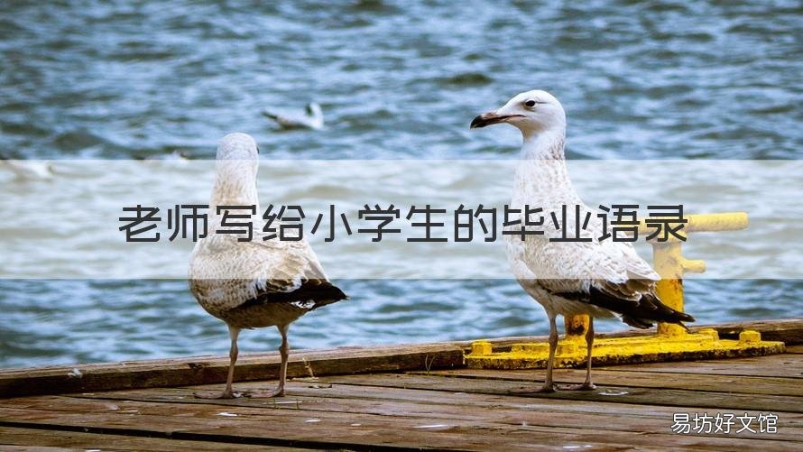 老师写给小学生的毕业语录 送给老师的毕业语录小学