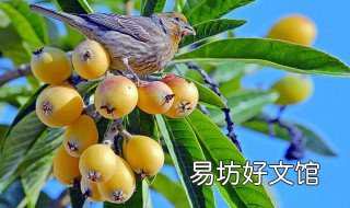 枇杷什么时候施肥 枇杷几月份施肥最好