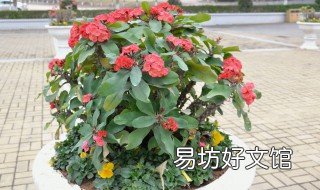 啤酒浇花多久浇一次 多长时间用啤酒浇一次花