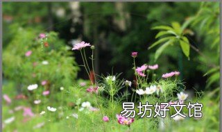 一花一草一世界的下联是什么 花一草一世界下句