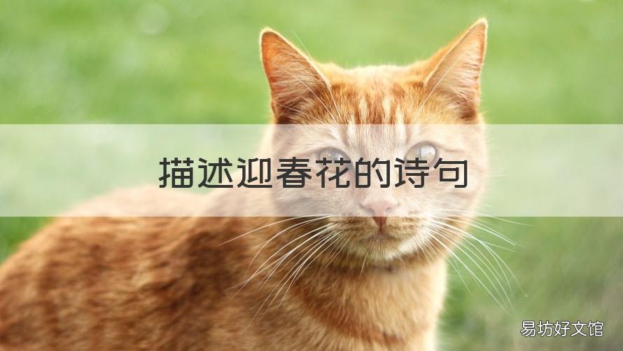 描述迎春花的诗句 描述迎春花的诗句唯美