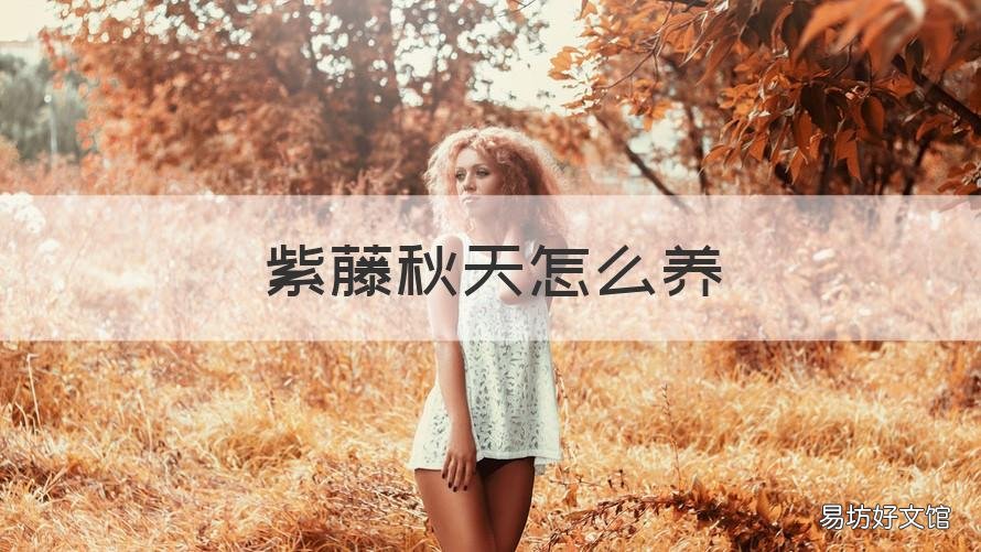 紫藤秋天怎么养 秋天可以种紫藤吗