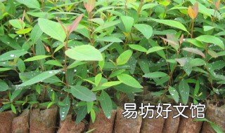 桉树苗有多少个品种 桉树苗有几个品种