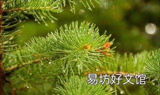 松针精油有什么好处 松针精油有什么好处和作用