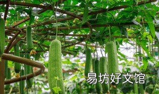 秋丝瓜几月下种 秋丝瓜几月下种植