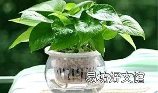 绿萝放在哪里最旺财 绿萝放什么长得旺