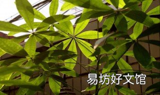 童车发财树会开花吗 发财树有没有开花的