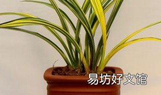 兰花新根水晶头为什么会烂 兰花新根水晶头为什么会烂掉