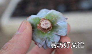 砍头多肉怎么种
