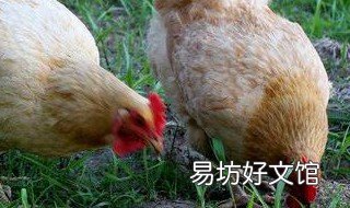 鸡苗孵化出来的重量多少克为标准? 孵鸡苗温度