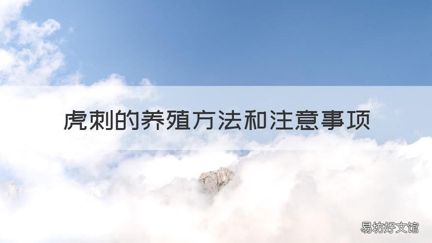 虎刺的养殖方法和注意事项 虎刺梅的养殖方法和注意事项