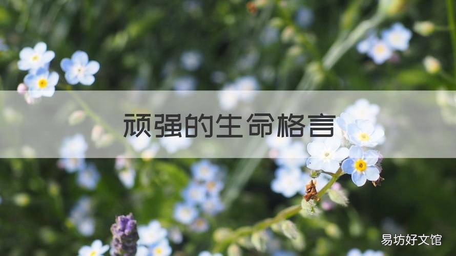 顽强的生命格言 生命顽强的名言