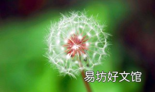 蒲公英榨汁是怎么做的 蒲公英根榨汁能喝吗