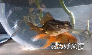 如何在瓶子中养金鱼 用瓶子养金鱼