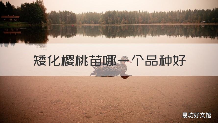 矮化樱桃苗哪一个品种好 樱桃矮化砧木品种