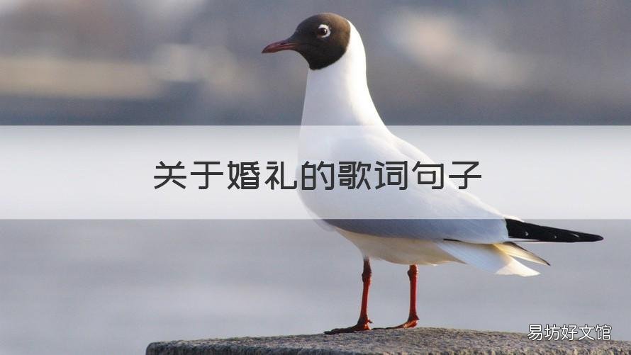 关于婚礼的歌词句子 关于婚礼祝福的歌词