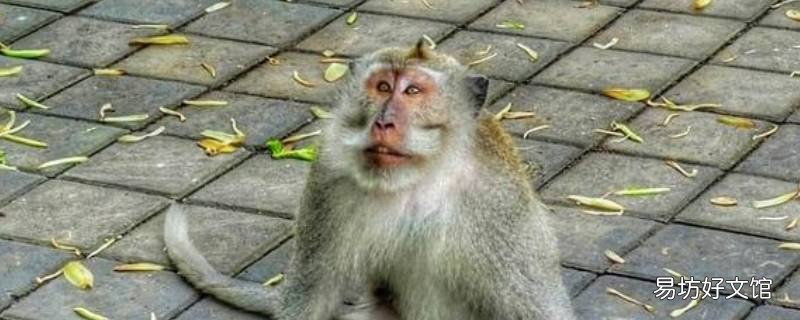 皆因自拣是什么生肖 挑拣是什么生肖