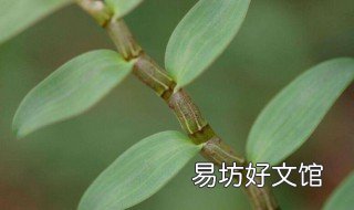 铁皮石斛用什么土种 铁皮石斛用什么土种的最好