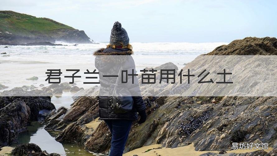 君子兰一叶苗用什么土 君子兰一叶苗用什么土养殖最好视频