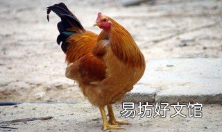 一勇之夫楚霸王打一生肖 匹夫之勇打一生肖