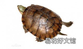 拟眼斑水龟饲养方法 眼斑龟孵化