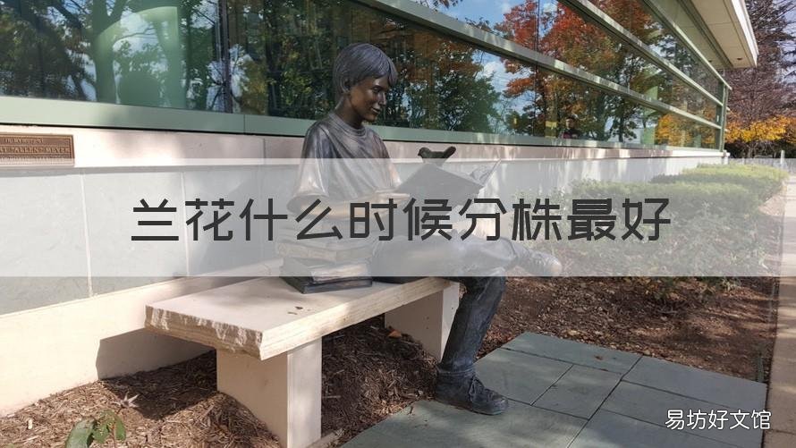 兰花什么时候分株最好 兰花什么时侯分株