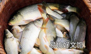 快要死的鱼能吃吗 要死的鱼可以吃吗