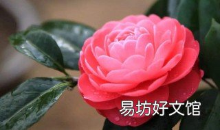 白醋浇茶花正确方法 茶花可以用醋水浇灌吗