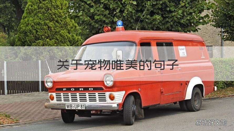 关于宠物唯美的句子 宠物的优美句子