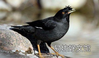 黑八幼鸟怎样饲养 黑八幼鸟图片